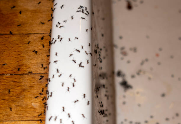 Wildlife Control Services in Greentree, NJ