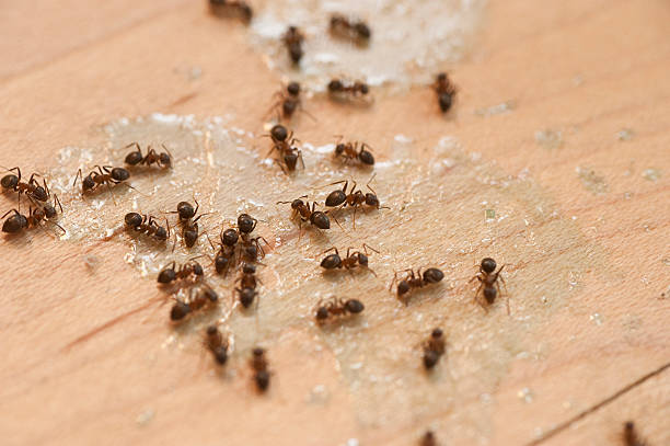 Best Affordable Pest Control Services  in Greentree, NJ